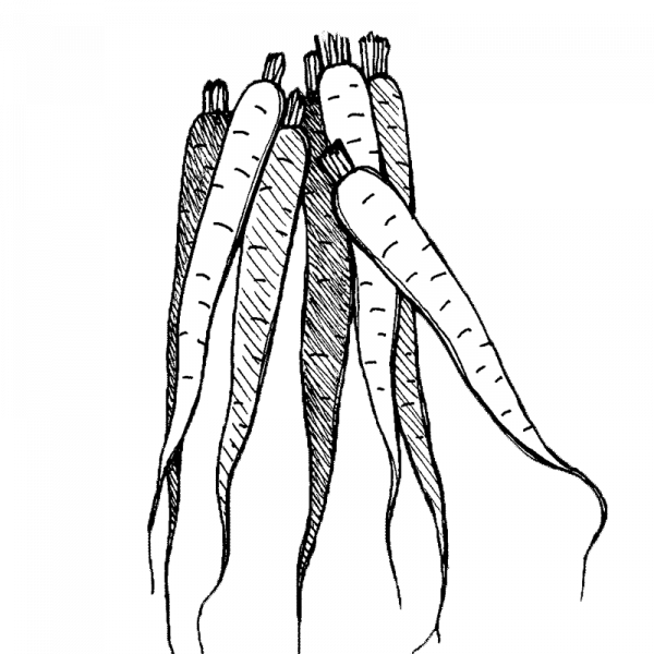 1058_porkkana_rainbow_mix