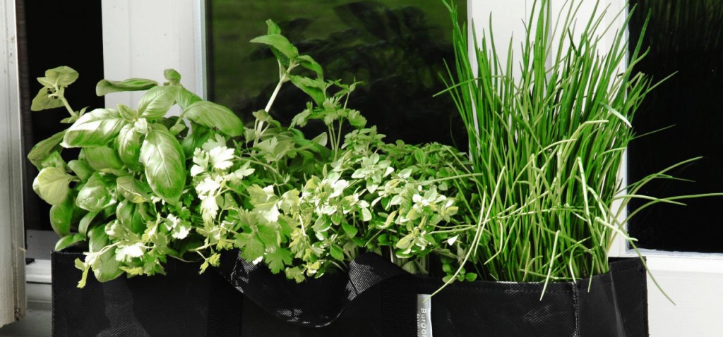 hyotykasviyhdistys_yrttikuva01