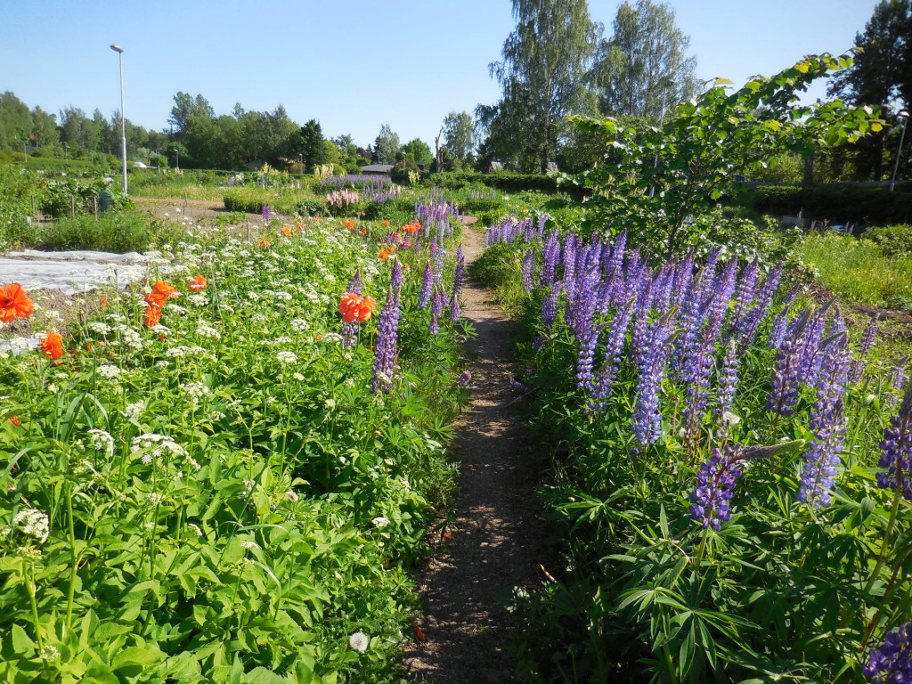 Vieraslajeja kuten lupiinia tulee pitää silmällä eikä päästää käytäville leviämään.