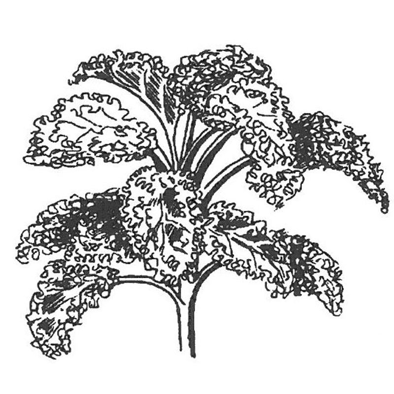 1267_lehtikaali-red-russian