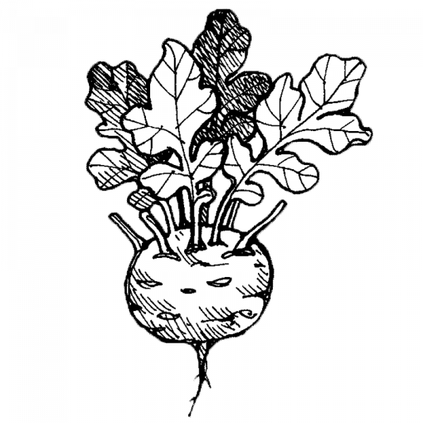 1099_1143_kyssakaali_vaaleakuorinen