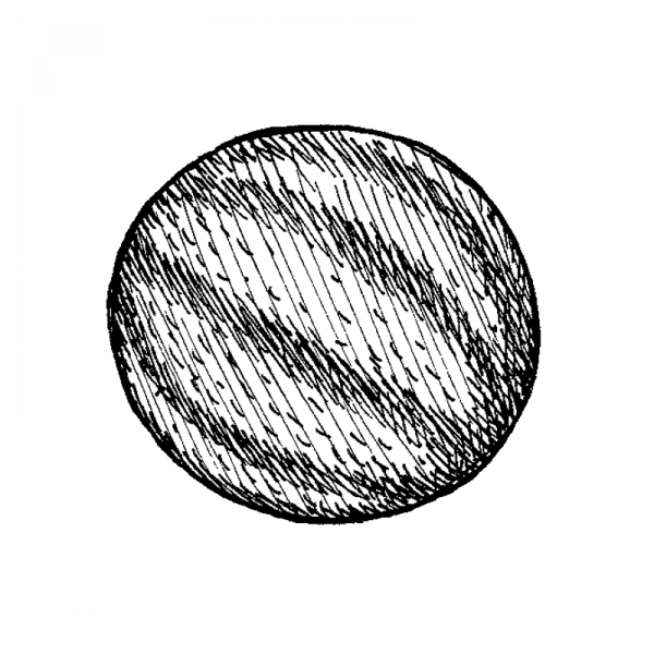 1176_meloni_petit_gris