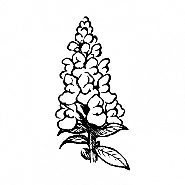 3051_leijonankita_admiral_white