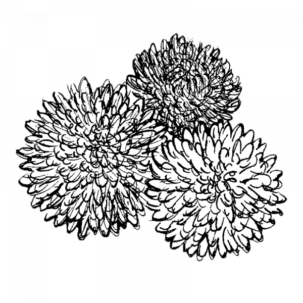 3120_kiinanasteri_gremlingmixed