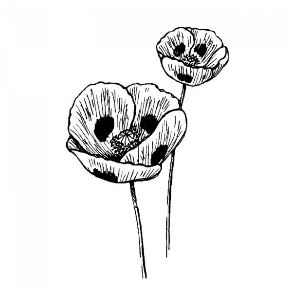 3170_turkinunikko_ladybird