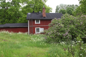 IMG_2235.JPGTaimitori Tynys