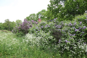 IMG_2259.JPGTaimitori Tynys