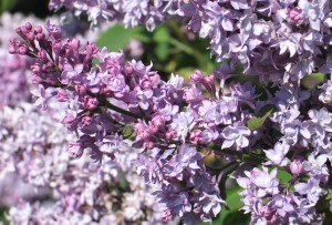 ’Lemoniei’-jalosyreeni /Satu Tegel