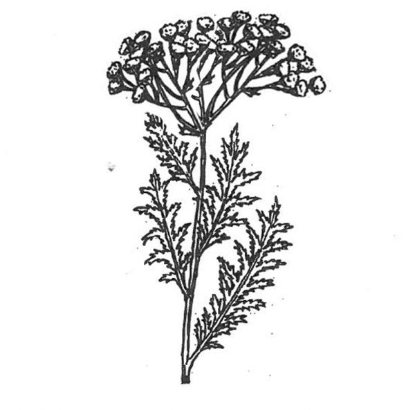 pietaryrtti_muokattu