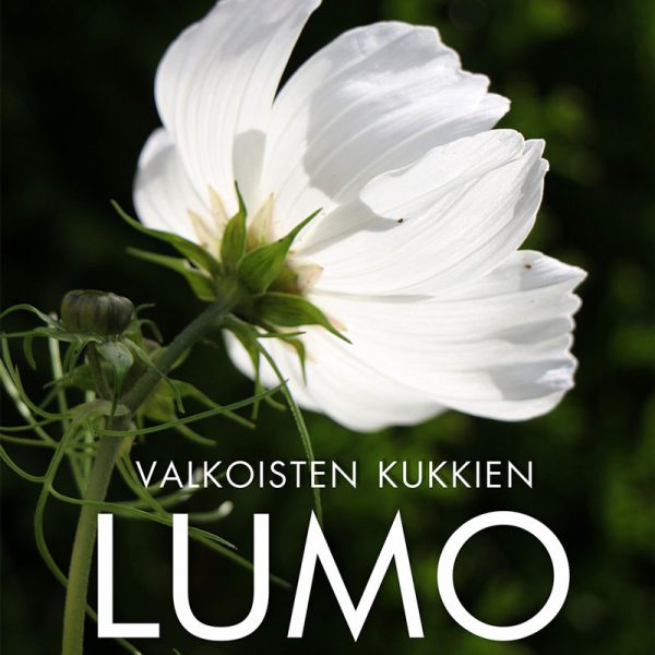 6006_valkoisten_kukkien_lumo_w